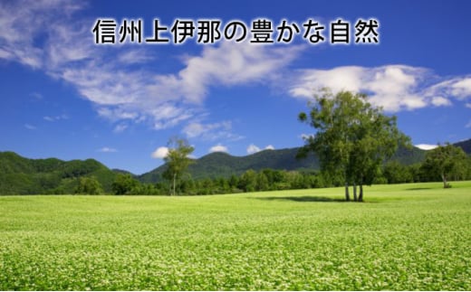 そば 生そば 4パック 100g 3袋 JA上伊那 伊那華の生そば めんつゆ付 蕎麦 半生そば 信州上伊那産そば粉 信濃一号 信濃夏そば 保存料不使用 香り高い風味 のど越しの良さ こだわりのつゆ 風味豊か 信州そば 和食 日本食 麺 麺類 食品  [№5675-1241]