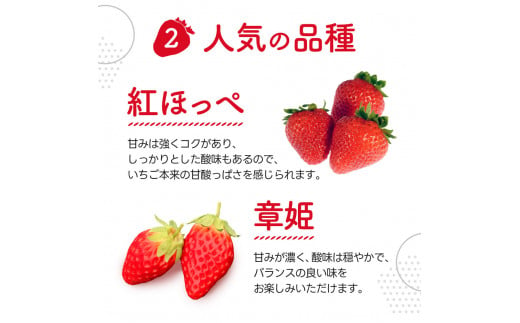あいとうイチゴ 24粒～36粒 苺 いちご 気苺 苺 旬 産地 直送 フレッシュ イチゴ フルーツ 果物 国産 ベリー ふるさと納税 苺 ふるさと 苺 furusato 苺 おすすめ苺  あいとうマーガレットステーション A-D24