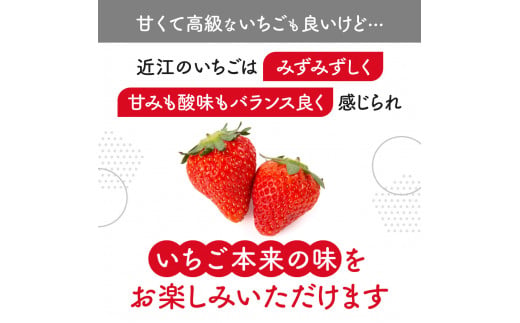 あいとうイチゴ 24粒～36粒 苺 いちご 気苺 苺 旬 産地 直送 フレッシュ イチゴ フルーツ 果物 国産 ベリー ふるさと納税 苺 ふるさと 苺 furusato 苺 おすすめ苺  あいとうマーガレットステーション A-D24