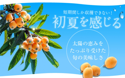 【全12回定期便】まるごとびわゼリー 6個入 長崎県/長崎県農協直販 [42ZZAA237] ゼリー びわ ビワ 枇杷 まるごと 定期便 長崎