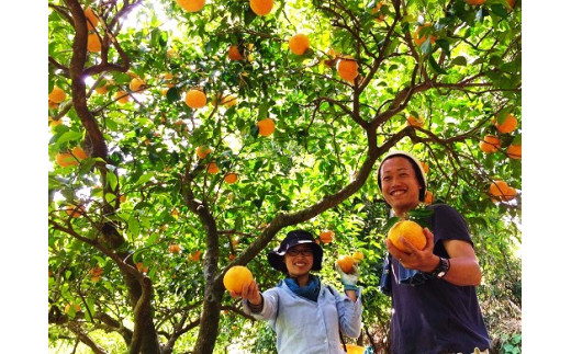 熊野新鹿町産　柑橘ジュース2種飲み比べセット