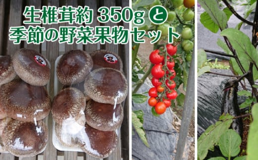 生椎茸約350gと季節の野菜果物セット [No.280] ／ しいたけ シイタケ やさい くだもの 岐阜県 特産