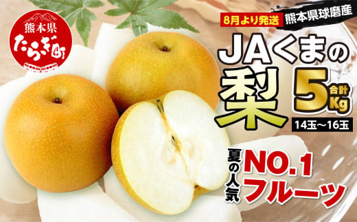 JAくまの梨 5kg（14～16玉）×1箱