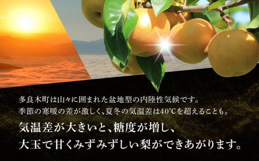 JAくまの梨 5kg（14～16玉）×1箱