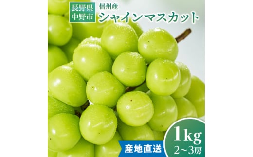 2025年発送　【信州産】シャインマスカット1kg【1246230】