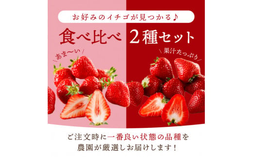 ★先行予約★はたやのいちご　食べ比べセット[12月下旬より順次発送]《 いちご 苺 高級 フルーツ イチゴ フルーツ工房はたや 章姫 あまえくぼ あまクイーン 紅クイーン ロイヤルクイーン 》【2401C09701】