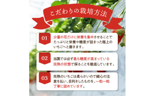 ★先行予約★はたやのいちご　食べ比べセット[12月下旬より順次発送]《 いちご 苺 高級 フルーツ イチゴ フルーツ工房はたや 章姫 あまえくぼ あまクイーン 紅クイーン ロイヤルクイーン 》【2401C09701】