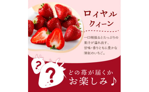 ★先行予約★はたやのいちご　食べ比べセット[12月下旬より順次発送]《 いちご 苺 高級 フルーツ イチゴ フルーツ工房はたや 章姫 あまえくぼ あまクイーン 紅クイーン ロイヤルクイーン 》【2401C09701】