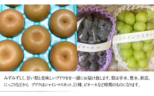 梨5kg と ぶどう 2品種(各1房)【令和6年8月より発送開始】（茨城県共通返礼品：石岡市産） 詰め合わせ 果物 フルーツ 茨城県産