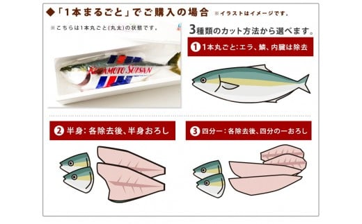 活け〆オリーブぶり１本（四分一カット）【予約受付：令和５年12月頃から出荷開始！】【D-513】