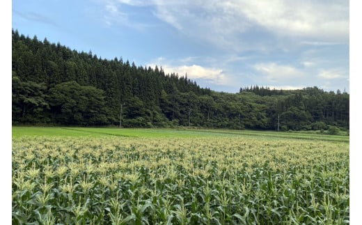 信濃町の寒暖差のある気候によって、たっぷりと甘みを蓄えられます。