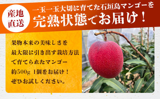 《2025年6月下旬～7月下旬発送》【先行予約】最高糖度20度！？ 完熟！3Lサイズ 石垣島マンゴー 約400g【 沖縄 石垣島 石垣 八重山 マンゴー 完熟マンゴー 期間限定 数量限定 沖縄県 石垣島産 】TF-10-1