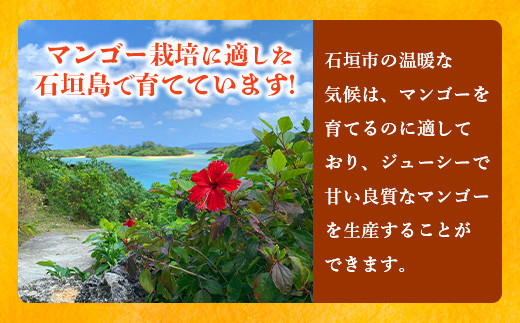 《2025年6月下旬～7月下旬発送》【先行予約】最高糖度20度！？ 完熟！3Lサイズ 石垣島マンゴー 約400g【 沖縄 石垣島 石垣 八重山 マンゴー 完熟マンゴー 期間限定 数量限定 沖縄県 石垣島産 】TF-10-1