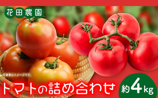 トマト2種の詰め合わせセット 約4kg 花田農園《6月上旬-7月末頃出荷(土日祝除く)》