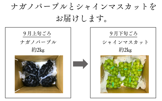 TK10-24A ぶどうの定期便 約2kg×2回（ナガノパープル・シャインマスカット）／9月上旬頃から2回配送 //長野県 南信州 種なし 葡萄 定期便 ナガノパープル シャイン マスカット 高品質 贈答 ギフト お取り寄せ 