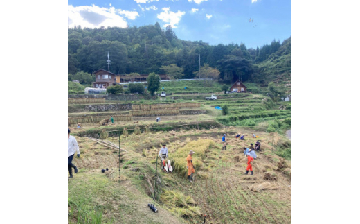 2022年度「上山棚田の稲株主制度(プロ)＜1口100株＞」【1276038】