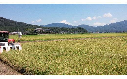 《6ヶ月定期便》【生産者支援】《令和5年産》茨城県桜川市産こしひかり 15kg（5kg×3袋）×6回 茨城県産 桜川 米 お米 白米 コメ ごはん 精米 コシヒカリ 国産 限定 [SC036sa]