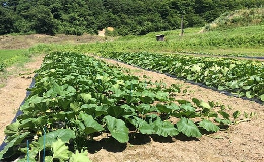 「いいたて雪っ娘かぼちゃ」のジェラート / 遠野ふるさと野菜	