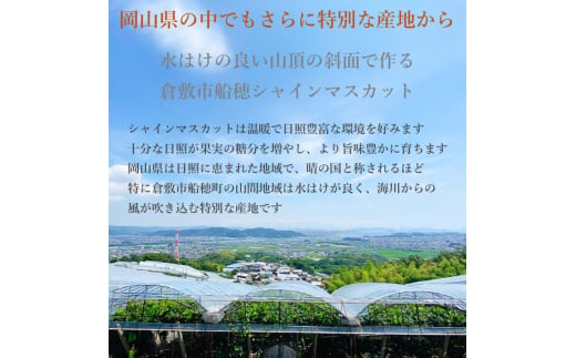 ぶどう 2025年度分 先行予約 【プレミアムシャインマスカット 晴王 1房 約700g】船穂産　赤秀品以上  岡山県産 葡萄 ブドウ ギフト ハレノフルーツ 皮ごと食べる みずみずしい