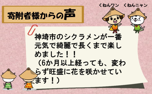 【先行受付 11月20日より発送 数量限定】鉢花 シクラメン ホワイト6号鉢【シクラメン 冬のギフト ふるさと納税】(H069112)