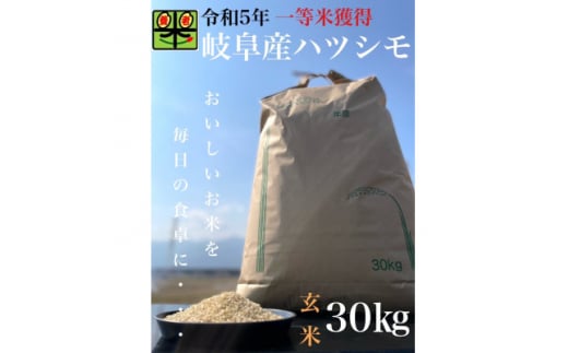 令和6年産　岐阜ハツシモ　30kg 　玄米【1361855】