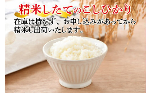 【定期便】 【6か月連続お届け】【令和6年産 新米】福井県産 こしひかり 5kg × 6回