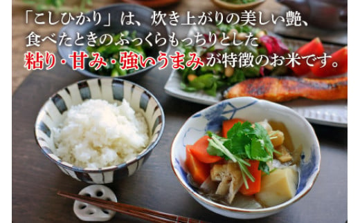 【定期便】 【6か月連続お届け】【令和6年産 新米】福井県産 こしひかり 5kg × 6回