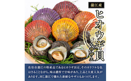 ヒオウギ貝(5枚)とサザエ(約500g) 魚介 貝 ヒオウギ貝 ひおうぎ貝 サザエ さざえ 栄螺 酒蒸し 網焼き バター焼き バーベキュー 獲れたて 冷蔵 海の直売所 大分県 佐伯市【AS121】【海べ (株)】