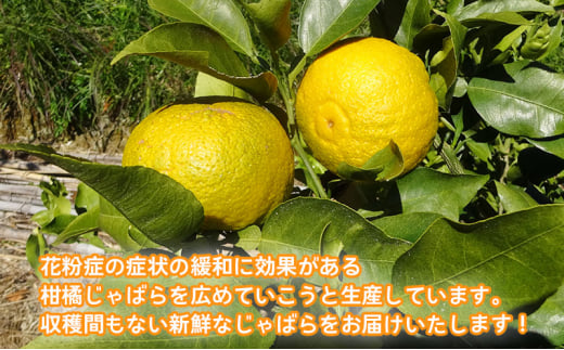 [№5695-1546]【2025年1月中旬より順次発送】 大井川 じゃばら 5kg×1箱 【 数量限定 ！】　花粉症 対策 柑橘