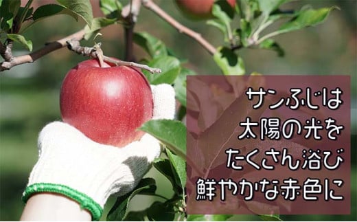 【11月下旬発送】  特A 蜜入りサンふじ約3kg　糖度13度以上 【青森りんご・マルコウアップル】