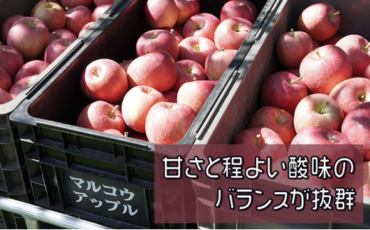 【11月下旬発送】  特A 蜜入りサンふじ約3kg　糖度13度以上 【青森りんご・マルコウアップル】