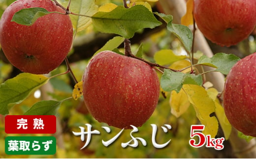 りんご 長野 完熟 サンふじ 5kg 葉取らず 産地直送 フルーツ 果物 デザート おやつ サンフジ リンゴ 林檎 秋 旬 冬 旬の果物 旬のフルーツ 信州 信州産 長野県 長野県産 2024 2024年 2025 2025年 [№5659-1315]