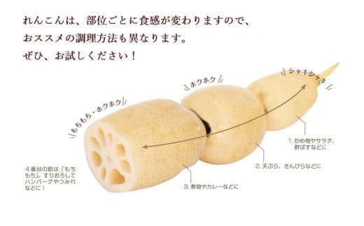 ＼先行予約・数量限定／オーガニック肥料で育てたれんこん 2kg (8月上旬発送開始予定)【茨城県 鹿嶋市 有機栽培 オーガニック レンコン 蓮根 野菜 根菜 産地直送 有機野菜 】（KBJ-3）