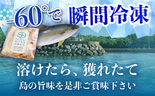 【全12回定期便】 −60℃のまほう とけたらとれたて ヒラマサ 漬け丼 4パック  ＜しまうま商会＞ [DAB054] 海鮮 海鮮丼 丼 ひらまさ 刺身 簡単調理 時短 