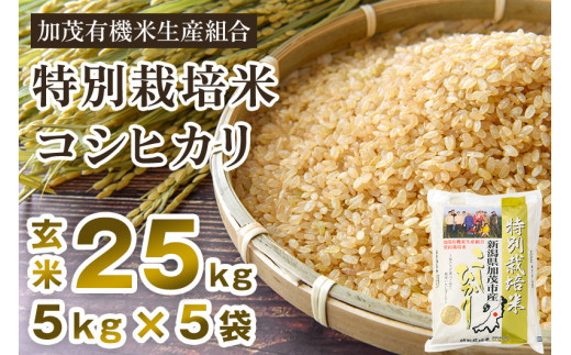 【令和6年産新米先行予約】新潟県加茂市産 特別栽培米コシヒカリ 玄米25kg（5kg×5）従来品種コシヒカリ 加茂有機米生産組合