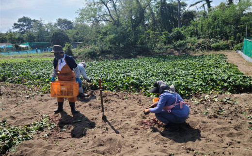 さつまいも専門店のかたすぎない「芋けんぴ」 150g（50g×3袋）＆「さつまいもチップス」 120g（30g×4個）紅あずま【数量・期間限定】[ZA113]