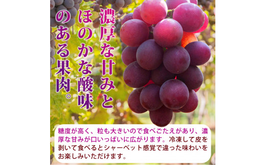 紀州和歌山産の種なし巨峰ぶどう２房（約800g〜1kg）※2025年8月上旬頃〜2025年9月上旬頃に順次発送予定 / ぶどう ブドウ 葡萄 種無し フルーツ 果物 くだもの【uot814】 