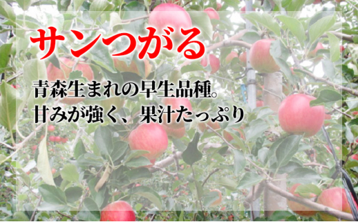 [№5554-0154]9月発送 家庭用 葉取らず サンつがる 約5kg【訳あり】【鶴翔りんごGAP部会 青森県産 津軽産 リンゴ 林檎】