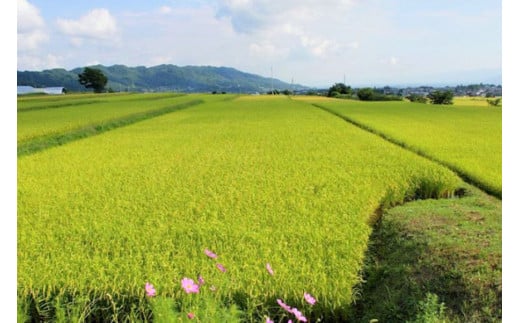 【北アルプス清流そだち】長野県産コシヒカリ10kg [大北農業協同組合 長野県 池田町 48110695] 