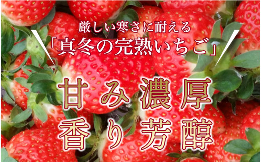 【先行予約】いちご かおり野 合計800ｇ（約200ｇ×4パック） 果物 フルーツ 【2025年1月中旬から順次発送】