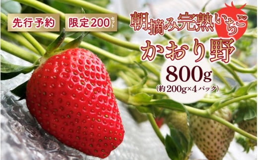 【先行予約】いちご かおり野 合計800ｇ（約200ｇ×4パック） 果物 フルーツ 【2025年1月中旬から順次発送】