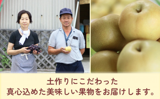 糖度計使用 菊水梨 3kg いわき農園 梨 なし 数量限定 新鮮 産地直送 果物 くだもの フルーツ ギフト 大分県産 九州産 中津市 熨斗対応可