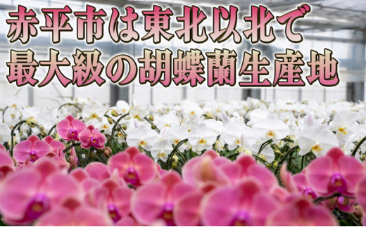 赤平長持ち胡蝶蘭ピンクミディ3株3本立て