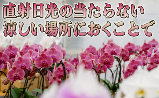 赤平長持ち胡蝶蘭ピンクミディ3株3本立て