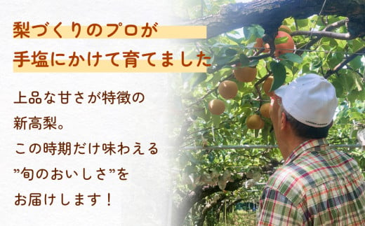 【先行予約】令和7年産【新高】なかしま農園の 梨 5kg 梨 にいたか フルーツ  玖珠町  新高 甘さ 上品 旬 果物 くだもの 秋発送 中島さん プロ 手塩 日光 太陽 収穫 令和6年 果樹 梨づくり 美味しい