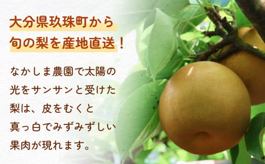 【先行予約】令和7年産【新高】なかしま農園の 梨 5kg 梨 にいたか フルーツ  玖珠町  新高 甘さ 上品 旬 果物 くだもの 秋発送 中島さん プロ 手塩 日光 太陽 収穫 令和6年 果樹 梨づくり 美味しい