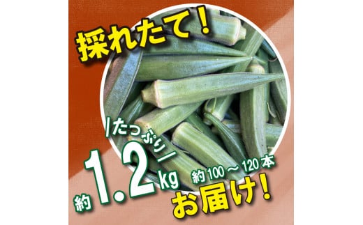 野菜 オクラ 約 1kg 以上 《 先行予約 5月下旬～発送開始》 夏野菜 阿波市産 徳島県