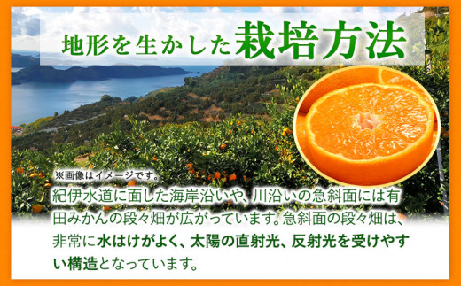 【先行予約】有田 みかん 秀品 5kg(サイズおまかせ)とち亀物産 紀伊国屋文左衛門本舗《10月下旬-1月中旬頃出荷予定》和歌山県 日高町 有田みかん みかん 果物 フルーツ ブランド果実 柑橘 蜜柑 ミカン