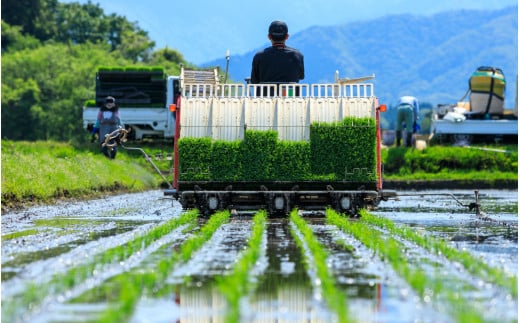 【12ヶ月定期便】【令和6年産 新米】大野産コシヒカリ（白米）10kg×12回 計120kg【大野ブランド米 名水育ち】