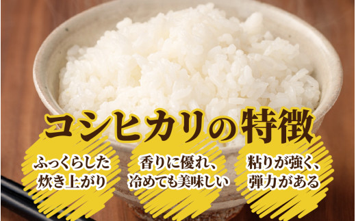 【12ヶ月定期便】【令和6年産 新米】大野産コシヒカリ（白米）10kg×12回 計120kg【大野ブランド米 名水育ち】